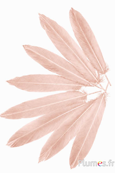 Fasan Swinhoe - 14-18 cm - beige